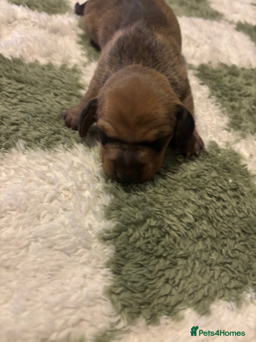 Miniature Dachshund dogs for sale: Miniature dachshund puppies!  - Advert 4
