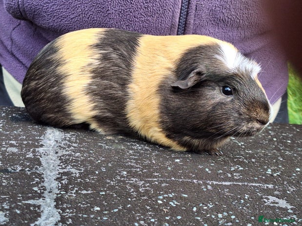 Guinea Pig rodents - Advert 8