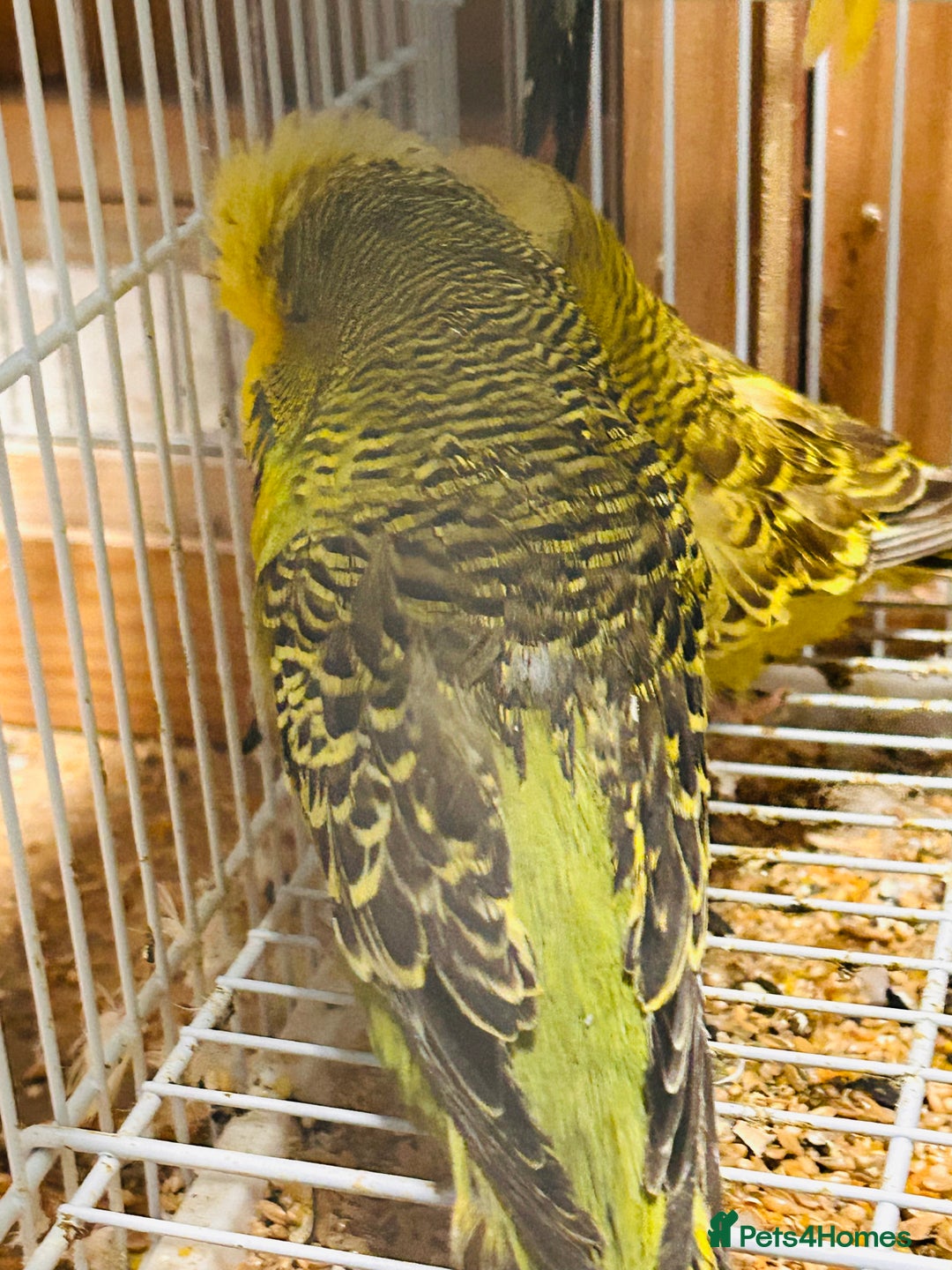 Budgerigars birds for sale: Various colour/ages budgies for sale  - Advert 6