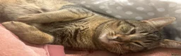 Mixed Breed cats for sale: Male mixed breed 10 months old Male  - Advert 9
