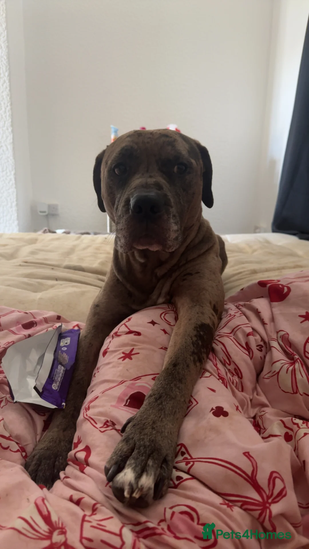 Mastiff dogs for sale: Kash  in Hartlepool - Advert 2