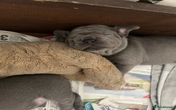 French Bulldog dogs for sale: 2 chunky well breed French bull dog pups  - Image 1