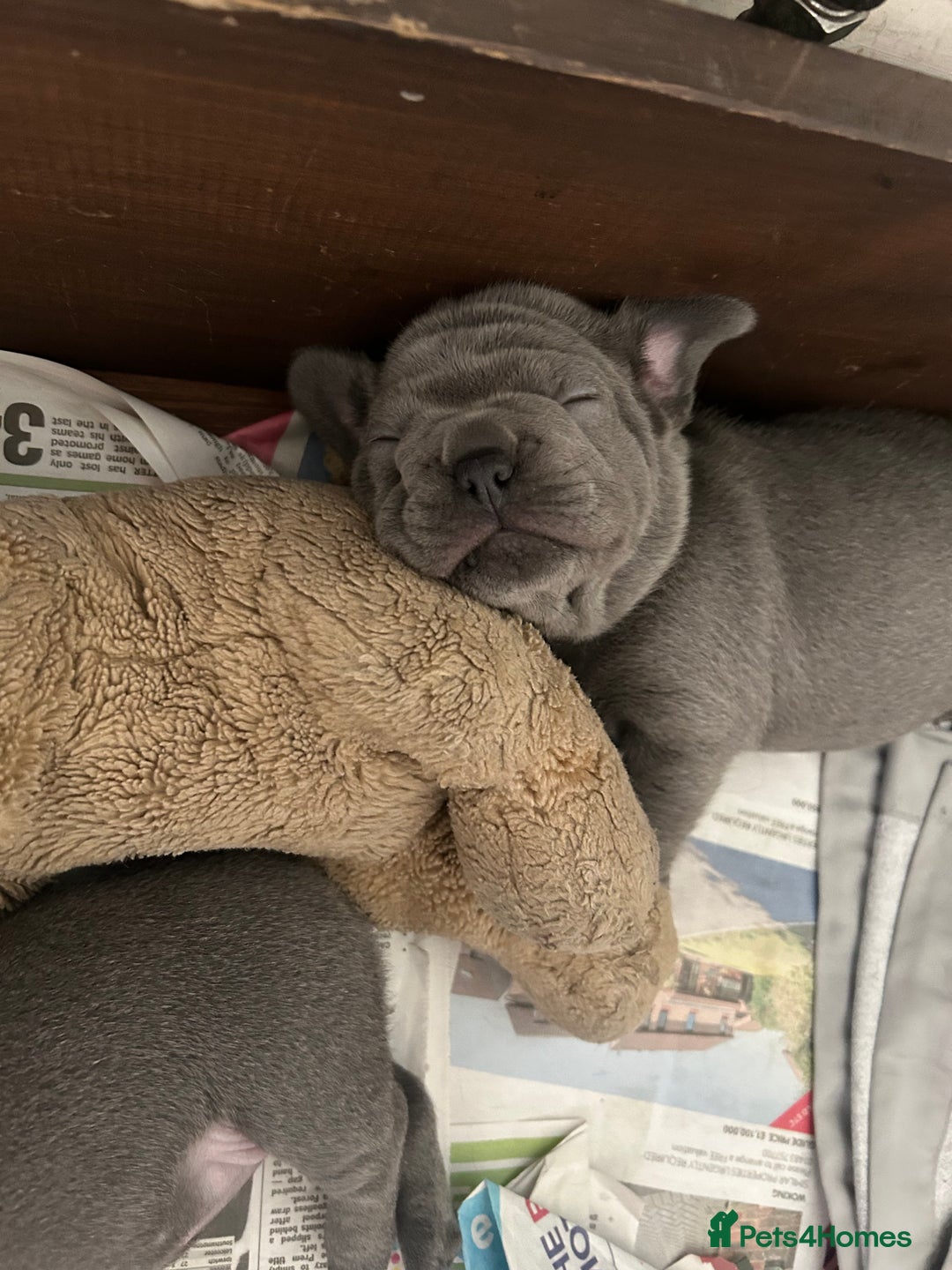 French Bulldog dogs for sale: 2 chunky well breed French bull dog pups  - Image 1