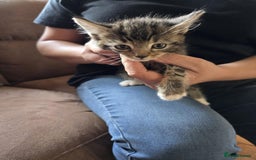 Maine Coon cats for sale: 6 Mainecoon X kittens for sale - Image 14