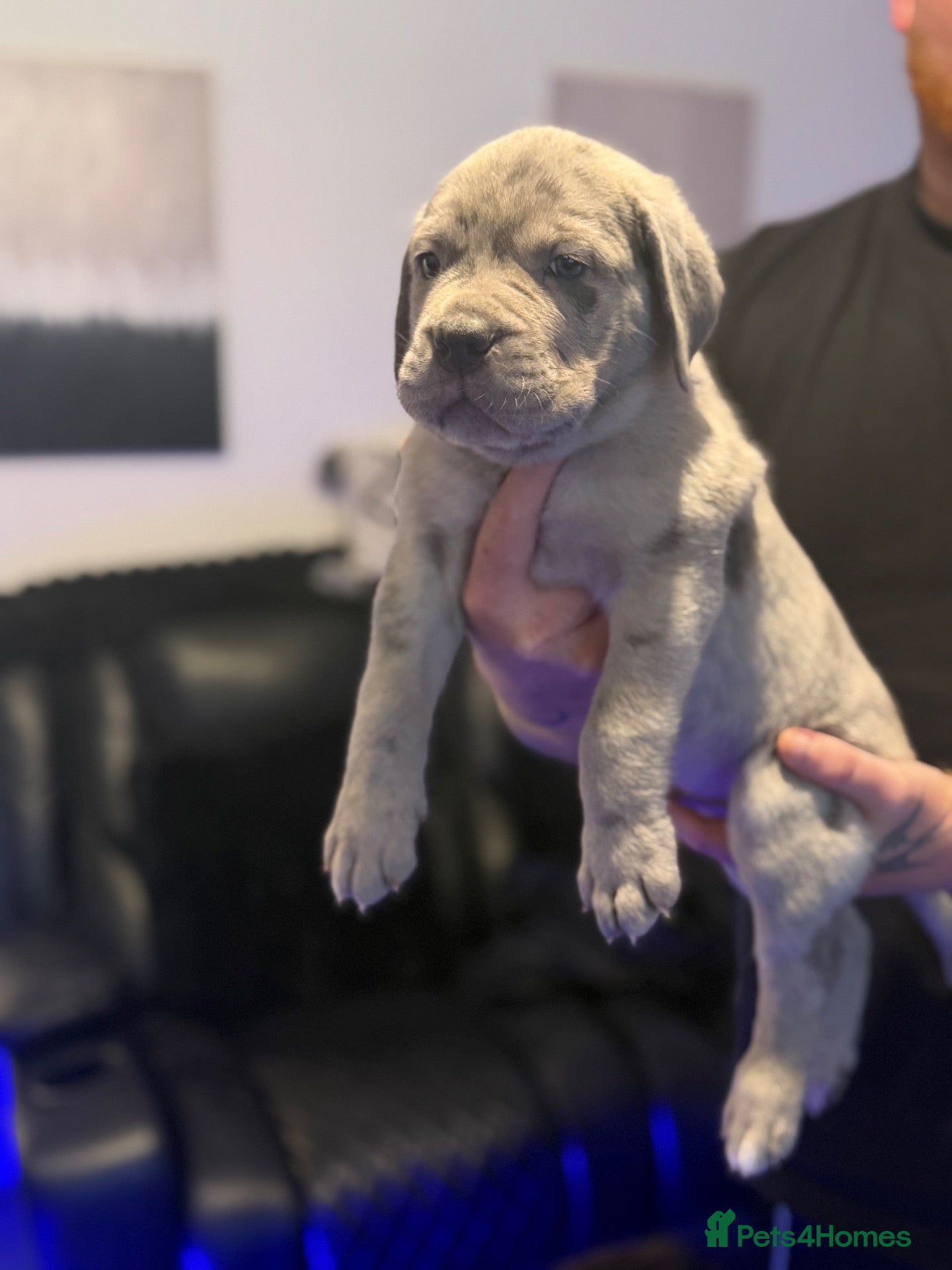 Cane Corso dogs Cane corso puppies for sale - Advert 4