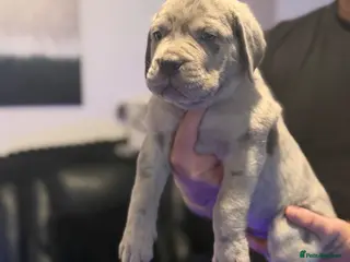 Cane Corso dogs Cane corso puppies for sale - Advert 4