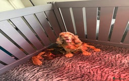 Cockapoo dogs for sale: F1 health clear stunning cockapoos - Image 33