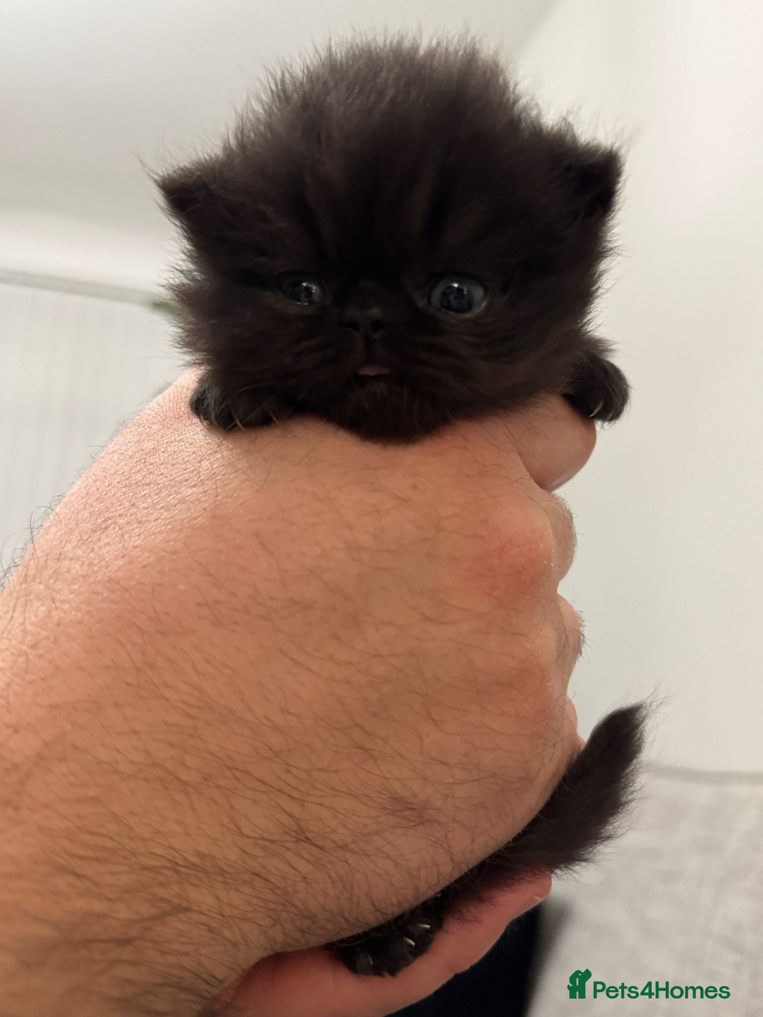 Persian cats 🌟 Stunning Pure Persian Kittens –  **   - Advert 1