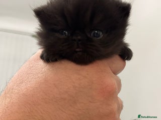 Persian cats 🌟 Stunning Pure Persian Kittens – ** - Advert 2