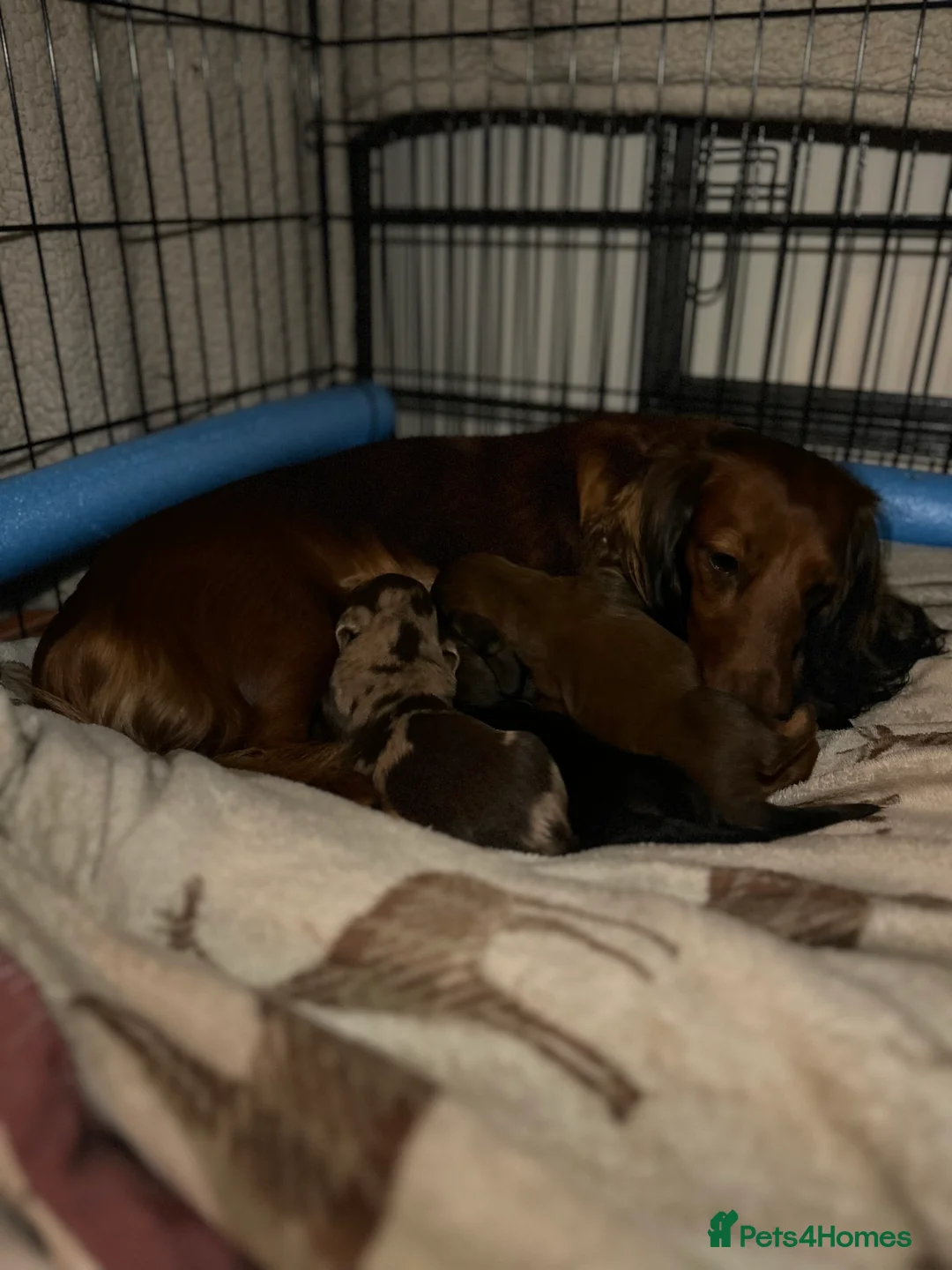 Dachshund dogs for sale: 1 BOY LEFT KC Registered Longhair Dachshund Puppy - Advert 7