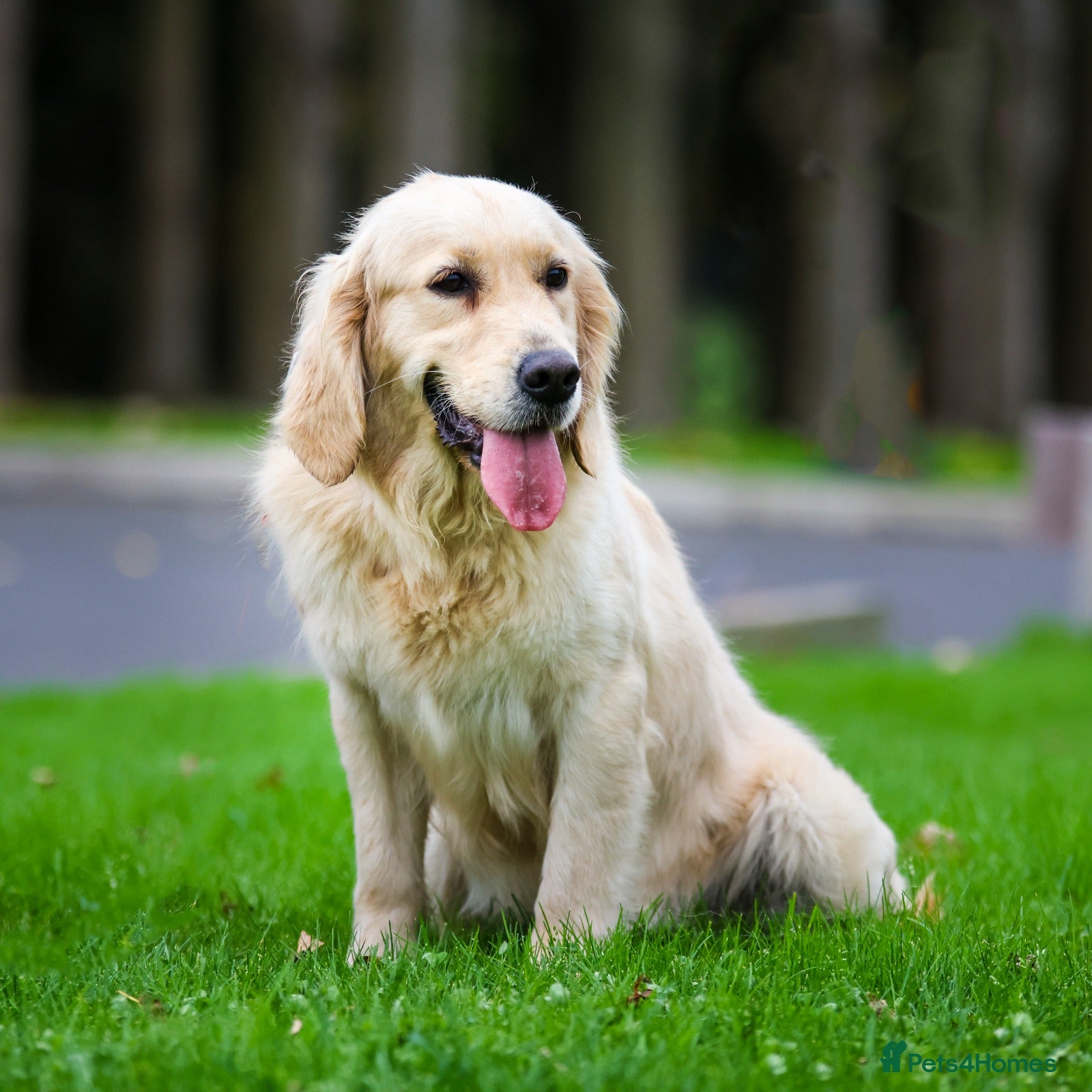 Golden Retriever dogs Joyful Jackie - Advert 9