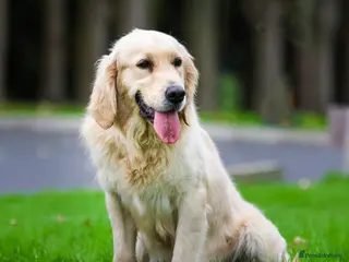Golden Retriever dogs Joyful Jackie - Advert 2