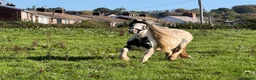 Irish Cob horses for sale: Anyone for a picturesque Project  - Advert 2