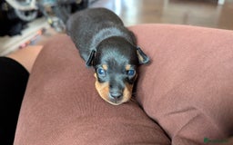 Russian Toy Terrier dogs for sale: Russian toy terrier cross Prague ratter - Image 10