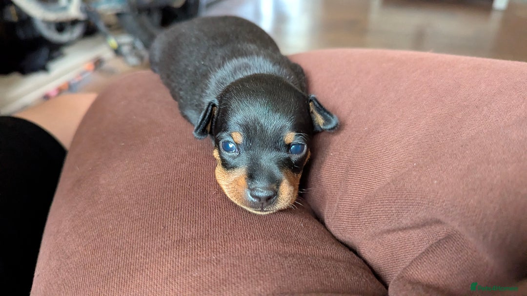 Russian Toy Terrier dogs for sale: Russian toy terrier cross Prague ratter - Image 10