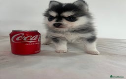 Pomsky dogs for sale: Honey I shrunk the Husky 😂 Genuine Toy size pomsk - Image 9