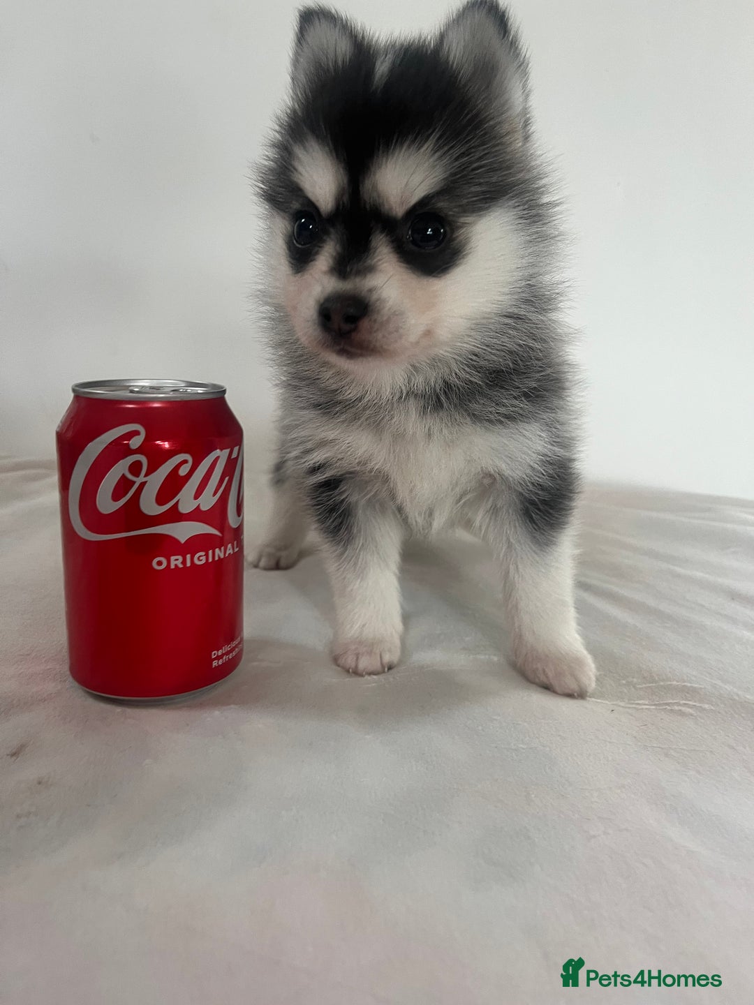 Pomsky dogs for sale: Honey I shrunk the Husky 😂 Genuine Toy size pomsk - Image 9