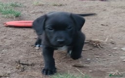 Mixed Breed dogs for sale: Sprockerdor Pups lab x Sprockerdor - Image 5