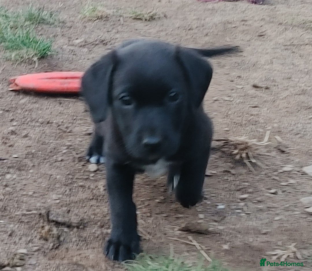 Mixed Breed dogs for sale: Sprockerdor Pups lab x Sprockerdor - Image 5