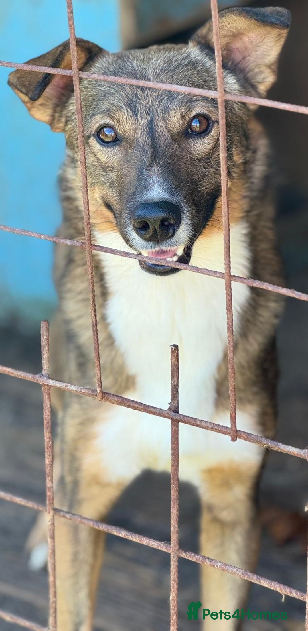 Mixed Breed dogs for adoption: OLLIE2 - a Lovely young Boy, for a Loving Home - Advert 5