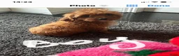 Cavapoo dogs for sale:  F1 Cavapoo,puppies available to leave now - Advert 10