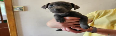 Jack Russell Puppy 4