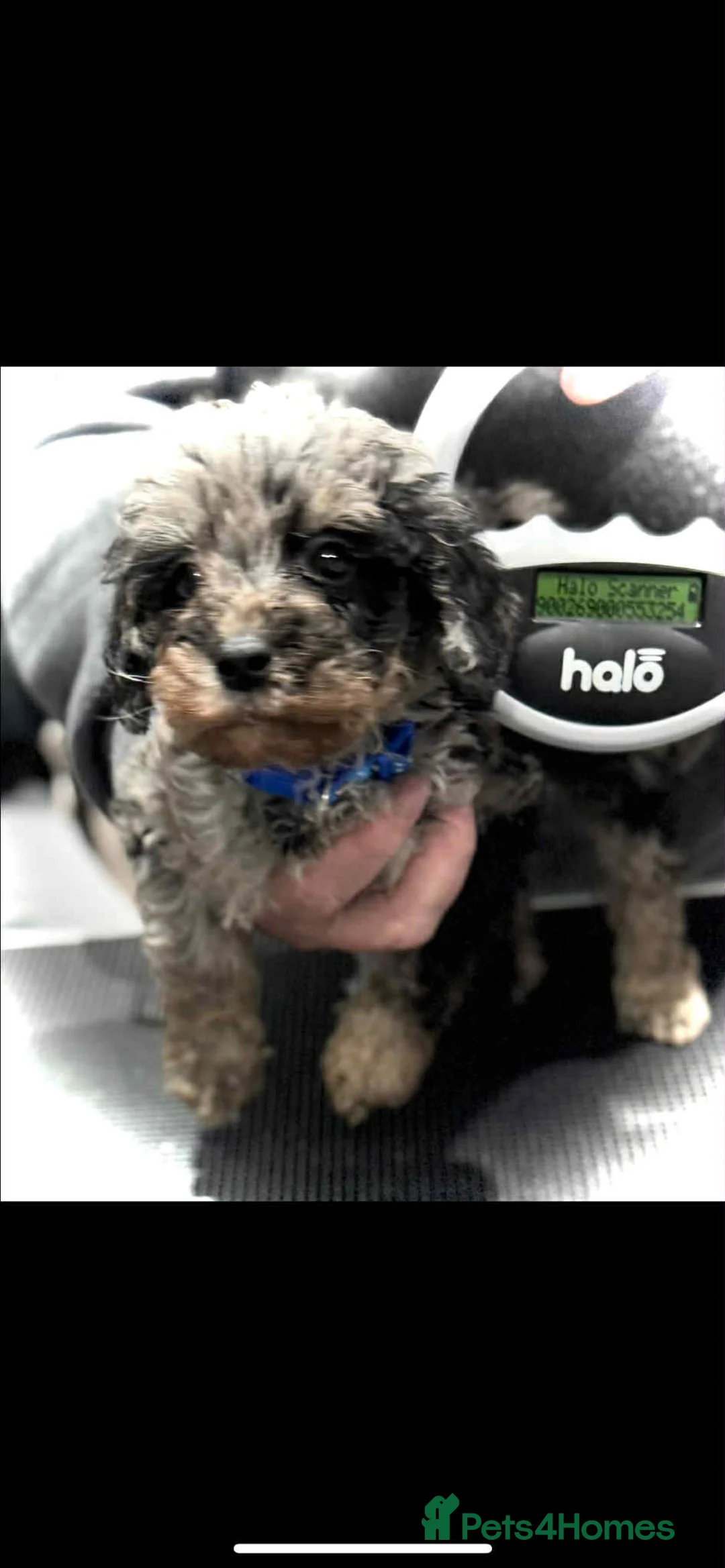 Miniature Poodle dogs for sale: Miniature poodles  - Advert 5