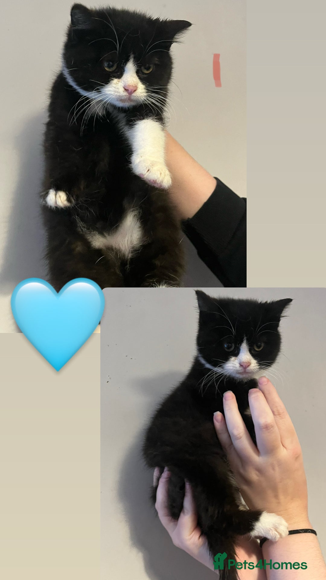 Mixed Breed cats for sale: British shorthair cross kittens available  - Image 2