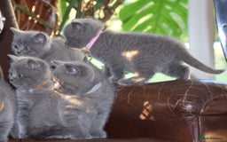 British Shorthair cats for sale: BSH Blue kittens, 3xgirls 3xboys - Image 10