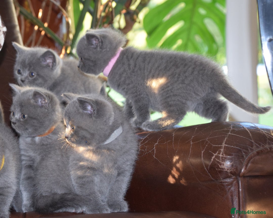 British Shorthair cats for sale: BSH Blue kittens, 3xgirls 3xboys - Image 10