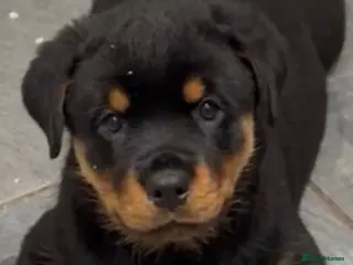 Rottweiler dogs Nice big chunky block head rottweilers - Advert 1