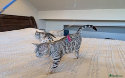 Bengal cats for sale: 🤍🩶🖤 Beautiful Bengal Kittens 🖤🩶🤍 - Image 29