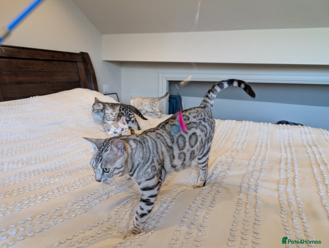 Bengal cats for sale: 🤍🩶🖤 Beautiful Bengal Kittens 🖤🩶🤍 - Image 29