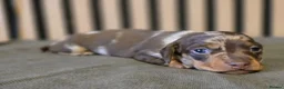Miniature Dachshund dogs for sale: Pedigree miniature Dachshund baby girls - Advert 5