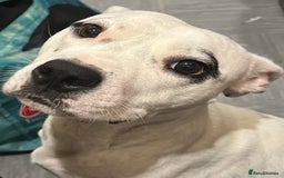 Mixed Breed dogs for sale: Beautiful mostly black female puppy - Advert 5