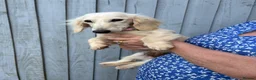 Miniature Dachshund dogs for sale: Adult Longhair Cream Female Miniature Dachshund.  - Advert 3