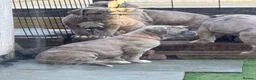 Mixed Breed dogs for sale: Neapolitan mastiff - Advert 8