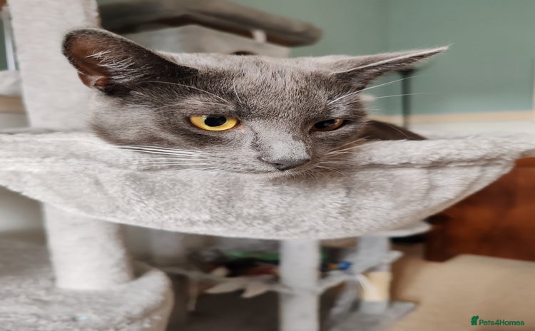 Mixed Breed cats - Advert 10