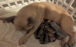 French Bulldog dogs for sale: French bulldog puppy's  - Image 2