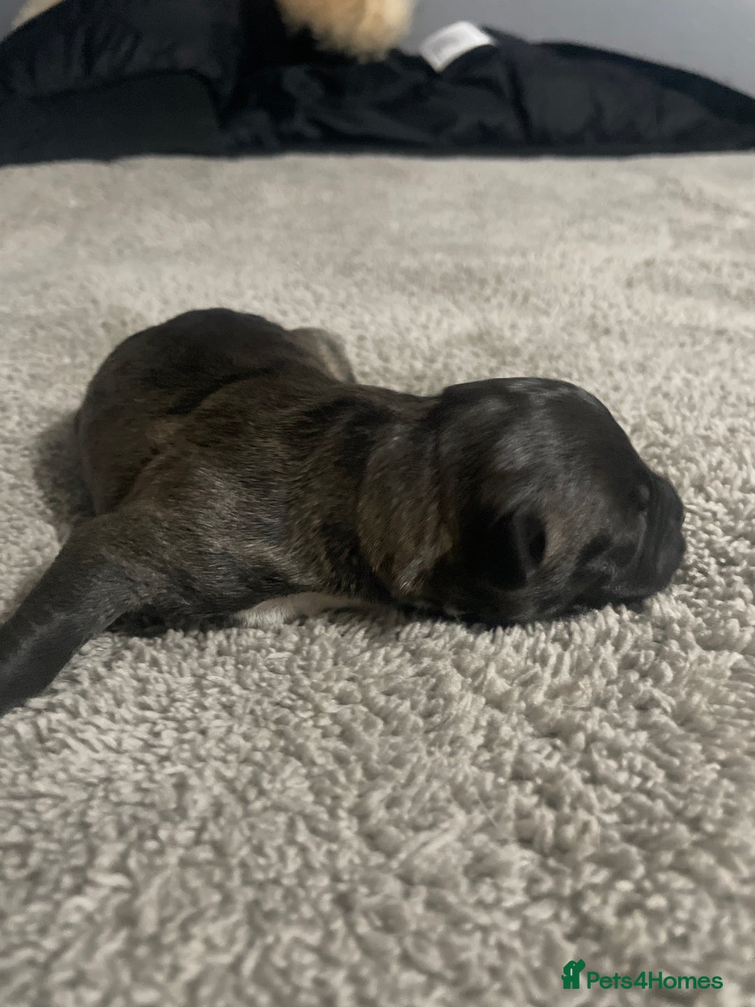 Mixed Breed dogs for sale: American bully X American bulldog puppies  - Advert 8