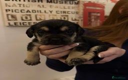 Mixed Breed dogs for sale:  Healthy Cavapoo x French Velvet Bulldog Puppies - Image 5