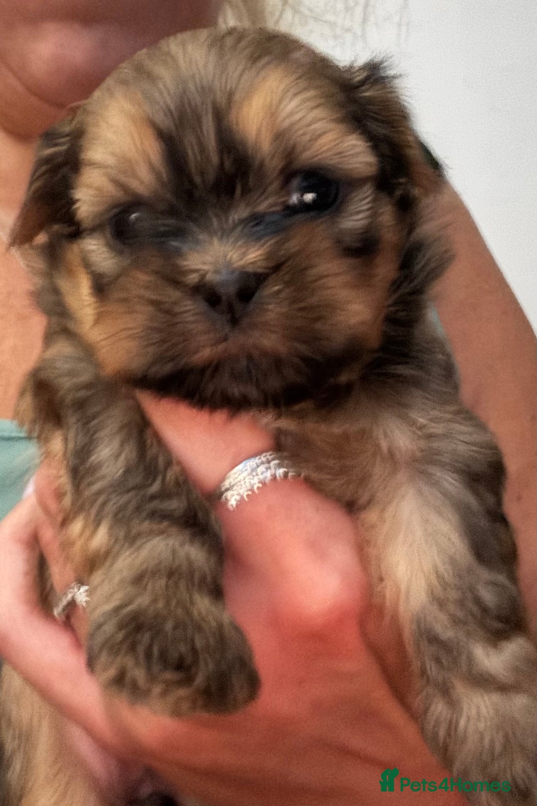 Shih Tzu dogs for sale: Shih tzu  - Image 22