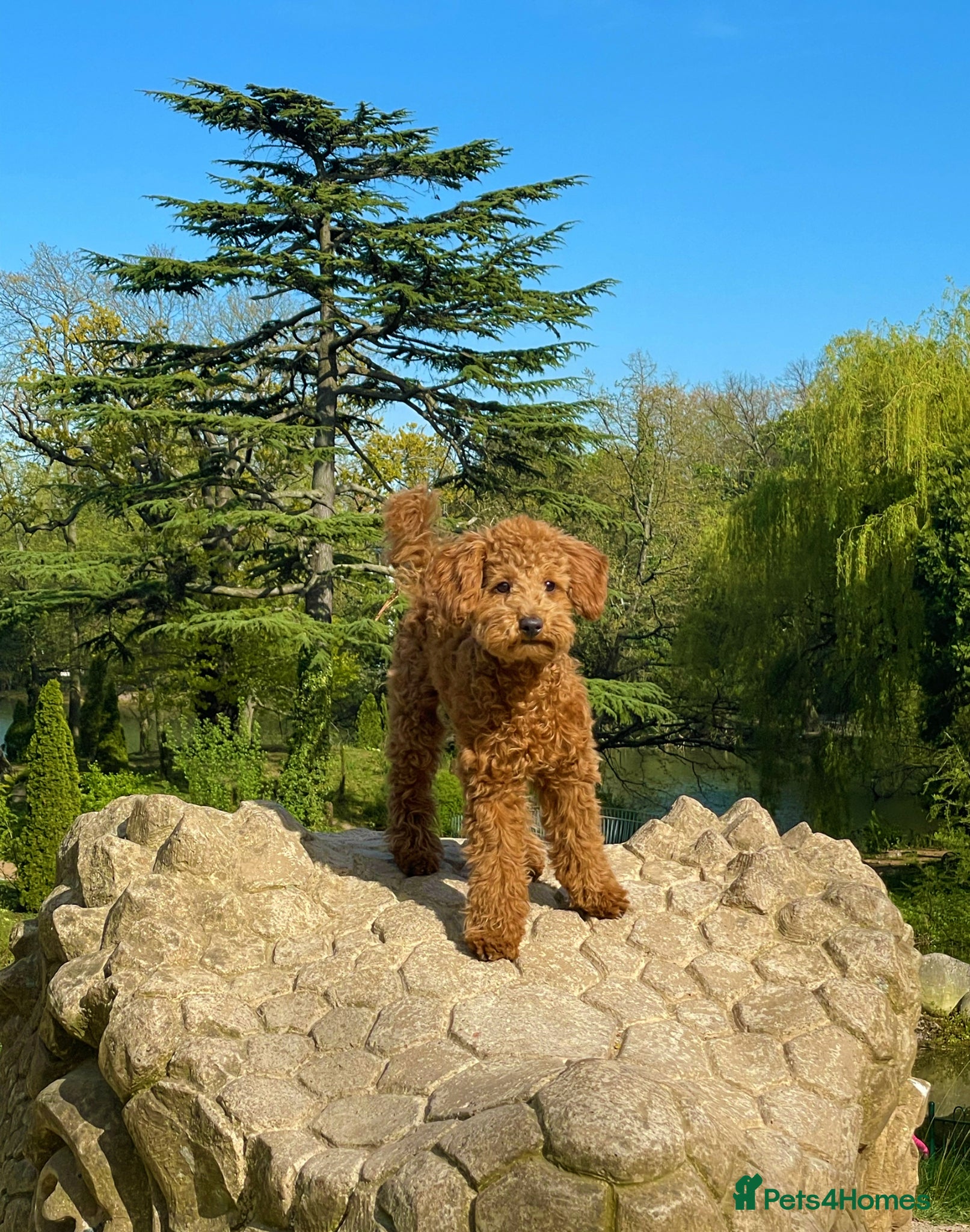 Toy Poodle dogs for stud: KC Toy Poodle Stud – Red/Apricot – South London  - Advert 1