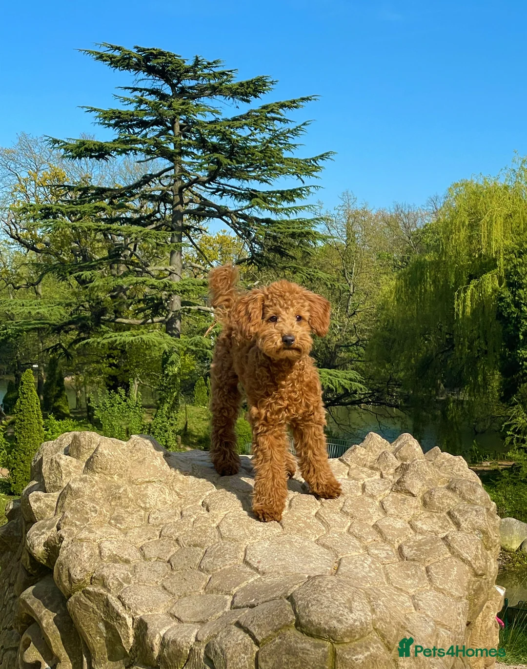 Toy Poodle dogs for stud: KC Toy Poodle Stud – Red/Apricot – South London  in London - Advert 1