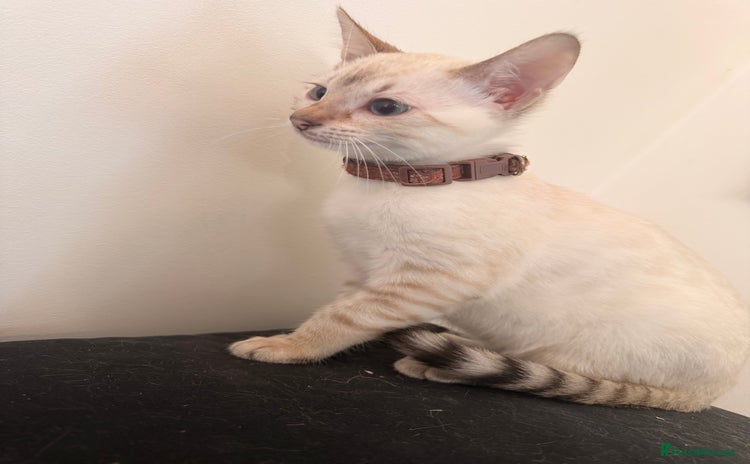 Bengal cats - Advert 16