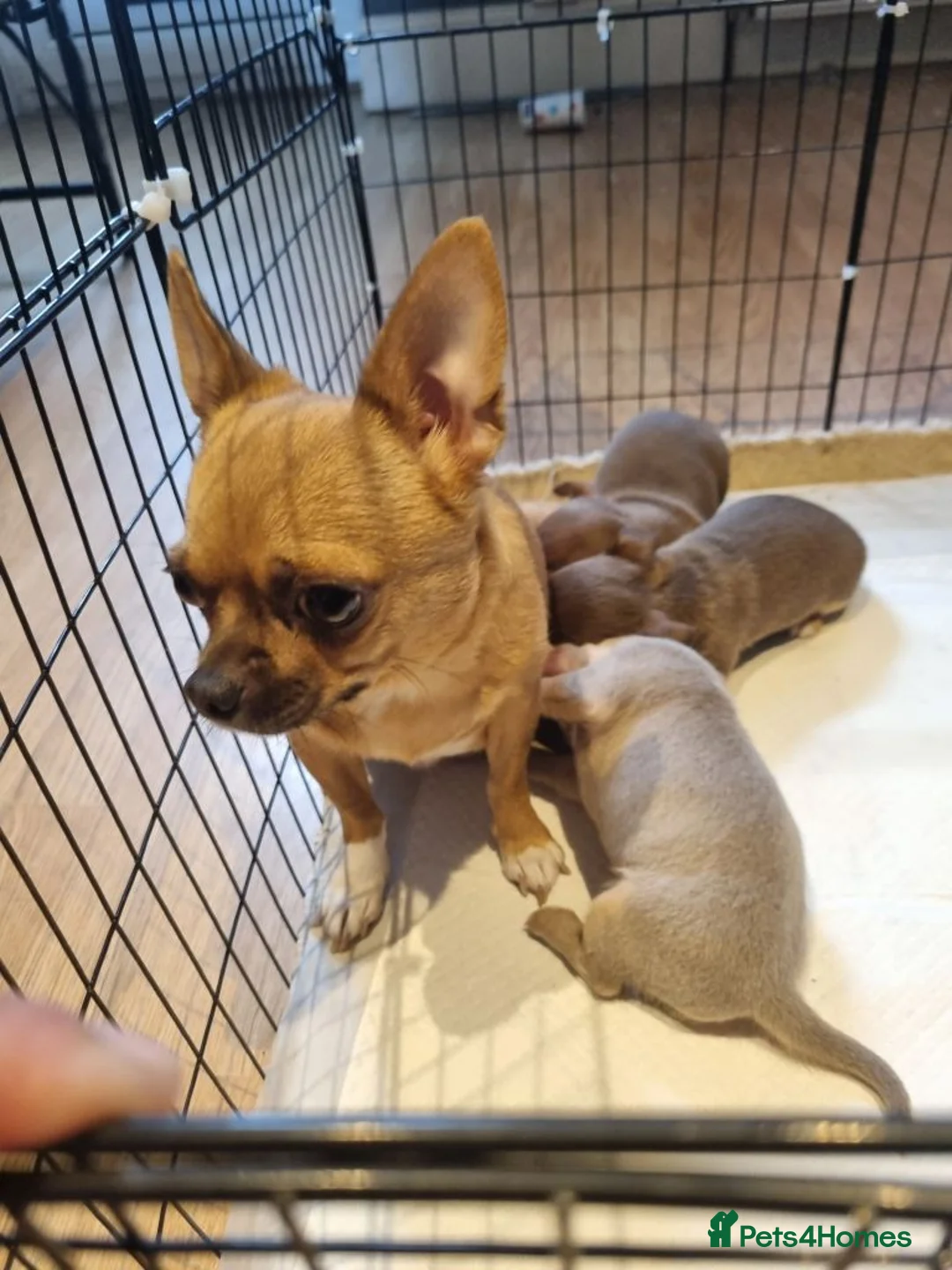 Chihuahua dogs for sale: Exceptional Home-Raised Chihuahua Puppies in Luton - Advert 1