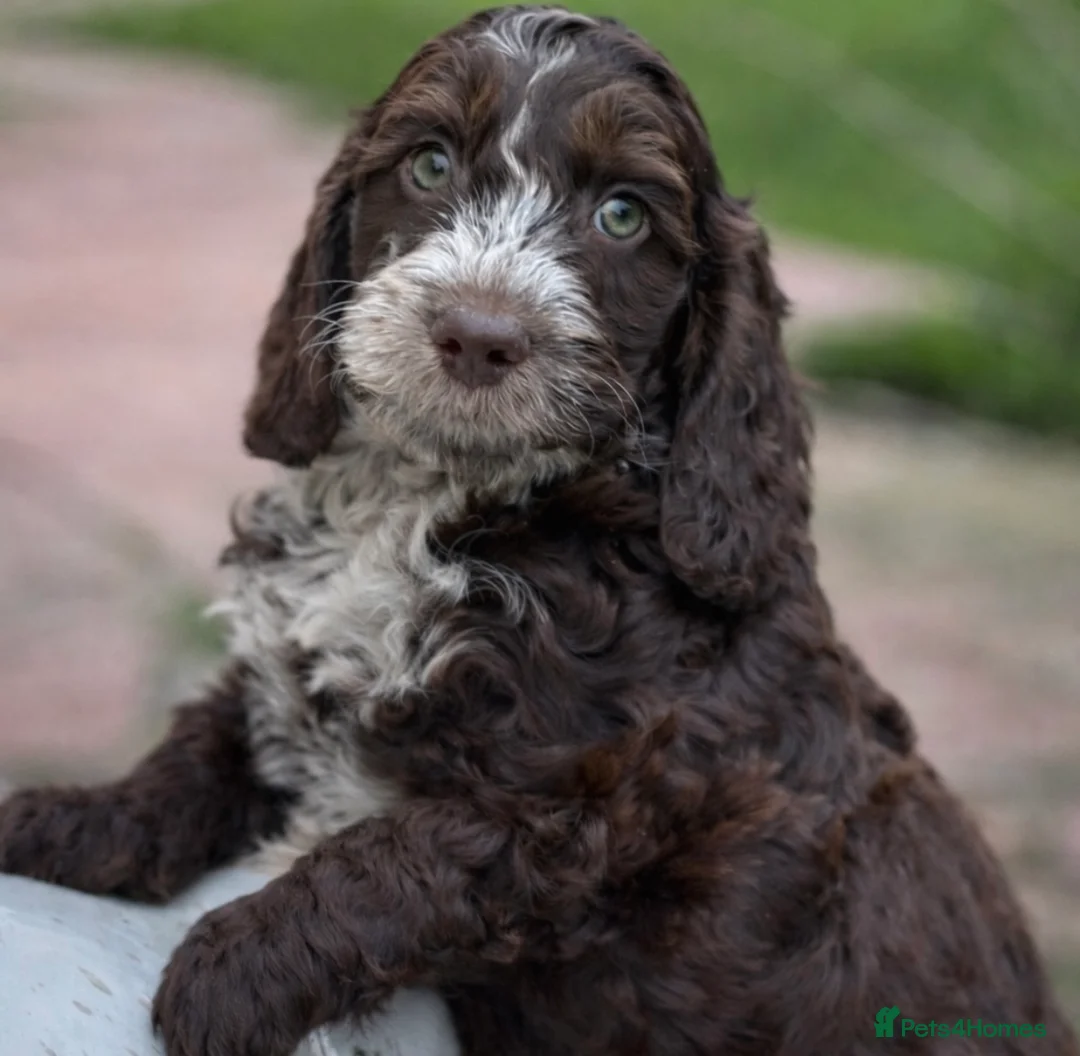 Cockapoo dogs for sale: Fabulous F1 cockapoos - Advert 8