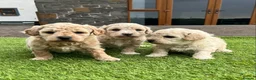 Poochon dogs for sale: Poochon Puppies F1  in Kidwelly - Advert 6