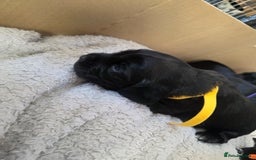 Cocker Spaniel dogs for sale: Working cocker Spaniel puppies KC registered  - Image 10