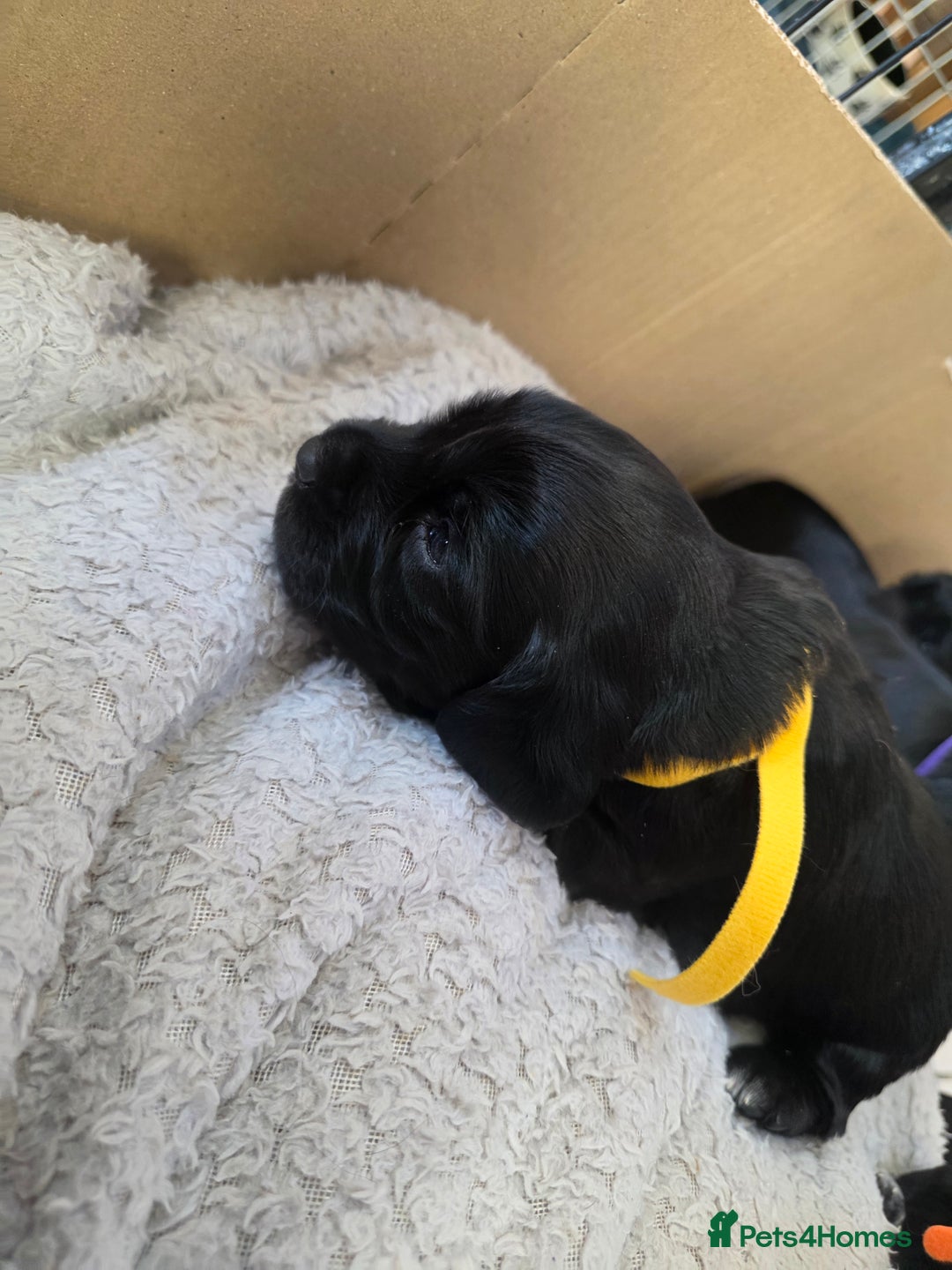 Cocker Spaniel dogs for sale: Working cocker Spaniel puppies KC registered  - Image 10